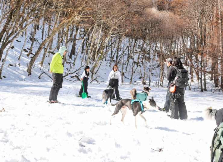 snow005
